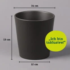Nestfarn, Mit Keramiktopf Dallas Anthrazit, Topf-Ø12cm, Höhe Ca. 35 Cm -Biohort Gartenarbeit Geschaft 021010 Dallas anthrazit 14cm mit Abmessungen 111824 4