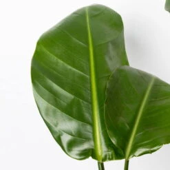 Strelitzia Nicolai, Topf-Ø 17 Cm, Höhe Ca. 55 Cm -Biohort Gartenarbeit Geschaft 0210104742 Strelitzia nicolai T17 4