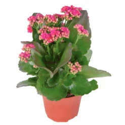 Kalanchoe 'Calandiva'®, Violett, Topf-Ø 12 Cm, Höhe Ca. 27,5 Cm, 6er-Set 10 Kalanchoe 'Calandiva'®, Violett, Topf-Ø 12 Cm, Höhe Ca. 27,5 Cm, 6er-Set -Biohort Gartenarbeit Geschaft 0210350159 Kalanchoe cal violett