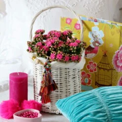 Kalanchoe 'Calandiva'®, Violett, Topf-Ø 12 Cm, Höhe Ca. 27,5 Cm, 6er-Set 11 Kalanchoe 'Calandiva'®, Violett, Topf-Ø 12 Cm, Höhe Ca. 27,5 Cm, 6er-Set -Biohort Gartenarbeit Geschaft 0210350159 Kalanchoe cal violett2