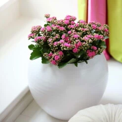Kalanchoe 'Calandiva'®, Rosa, Topf-Ø 12 Cm, Höhe Ca. 27,5 Cm, 6er-Set -Biohort Gartenarbeit Geschaft 0210350167 Kalanchoe Cal rosa1