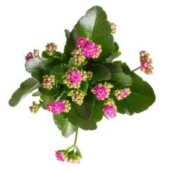 Kalanchoe 'Calandiva'®, Violett, Topf-Ø 12 Cm, Höhe Ca. 27,5 Cm, 6er-Set 9 Kalanchoe 'Calandiva'®, Violett, Topf-Ø 12 Cm, Höhe Ca. 27,5 Cm, 6er-Set -Biohort Gartenarbeit Geschaft 0210350382 Kalanchoe violett 6er Set 6xviolett 1 1