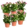 Kalanchoe 'Calandiva'®, Violett, Topf-Ø 12 Cm, Höhe Ca. 27,5 Cm, 6er-Set