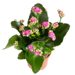 Biohort Gartenarbeit Geschaft -Biohort Gartenarbeit Geschaft 0210350382 Kalanchoe violett 6er Set 6xviolett 3 1