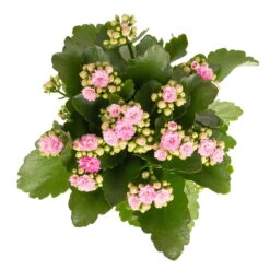 Kalanchoe 'Calandiva'®, Rosa, Topf-Ø 12 Cm, Höhe Ca. 27,5 Cm, 6er-Set -Biohort Gartenarbeit Geschaft 0210350386 Kalanchoe rosa 6er Set 6xrosa 2