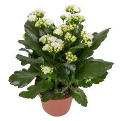 Kalanchoe 'Calandiva'®, Weiß&violett, Topf-Ø 12 Cm, Höhe Ca. 20-30 Cm, 6er-Set -Biohort Gartenarbeit Geschaft 0210350388 Kalanchoe weiss 6er Set 6xweiss 2