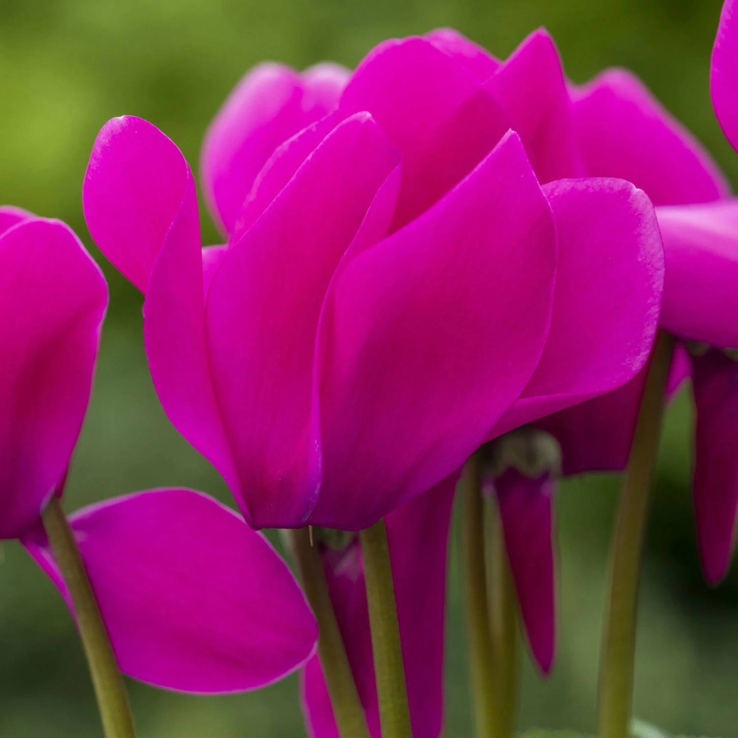 Alpenveilchen, Farbe Zufällig, Topf-Ø 10,5 Cm, Höhe Ca. 23 Cm, 6er-Set 9 Alpenveilchen, Farbe Zufällig, Topf-Ø 10,5 Cm, Höhe Ca. 23 Cm, 6er-Set – Bild 9