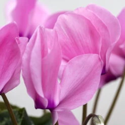 Alpenveilchen, Farbe Zufällig, Topf-Ø 10,5 Cm, Höhe Ca. 23 Cm, 6er-Set 23 Alpenveilchen, Farbe Zufällig, Topf-Ø 10,5 Cm, Höhe Ca. 23 Cm, 6er-Set -Biohort Gartenarbeit Geschaft 0210600490 Cyclamen Mix 6er Set 4