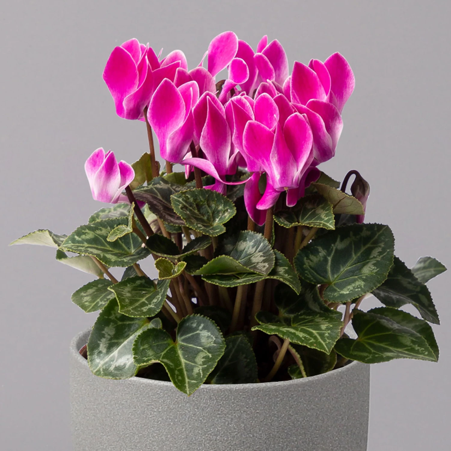 Alpenveilchen, Farbe Zufällig, Topf-Ø 10,5 Cm, Höhe Ca. 23 Cm, 6er-Set 14 Alpenveilchen, Farbe Zufällig, Topf-Ø 10,5 Cm, Höhe Ca. 23 Cm, 6er-Set – Bild 14