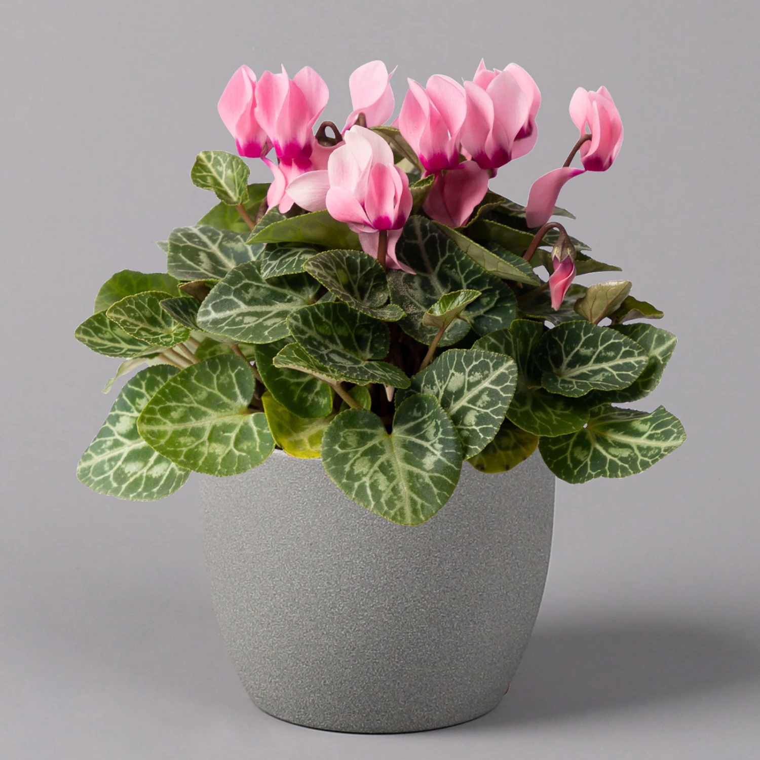 Alpenveilchen, Farbe Zufällig, Topf-Ø 10,5 Cm, Höhe Ca. 23 Cm, 6er-Set 18 Alpenveilchen, Farbe Zufällig, Topf-Ø 10,5 Cm, Höhe Ca. 23 Cm, 6er-Set – Bild 18