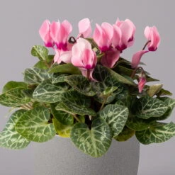 Alpenveilchen, Farbe Zufällig, Topf-Ø 10,5 Cm, Höhe Ca. 23 Cm, 6er-Set 38 Alpenveilchen, Farbe Zufällig, Topf-Ø 10,5 Cm, Höhe Ca. 23 Cm, 6er-Set -Biohort Gartenarbeit Geschaft 0210600490 Cyclamen Mix T10 rosa 6er Set 2 115220