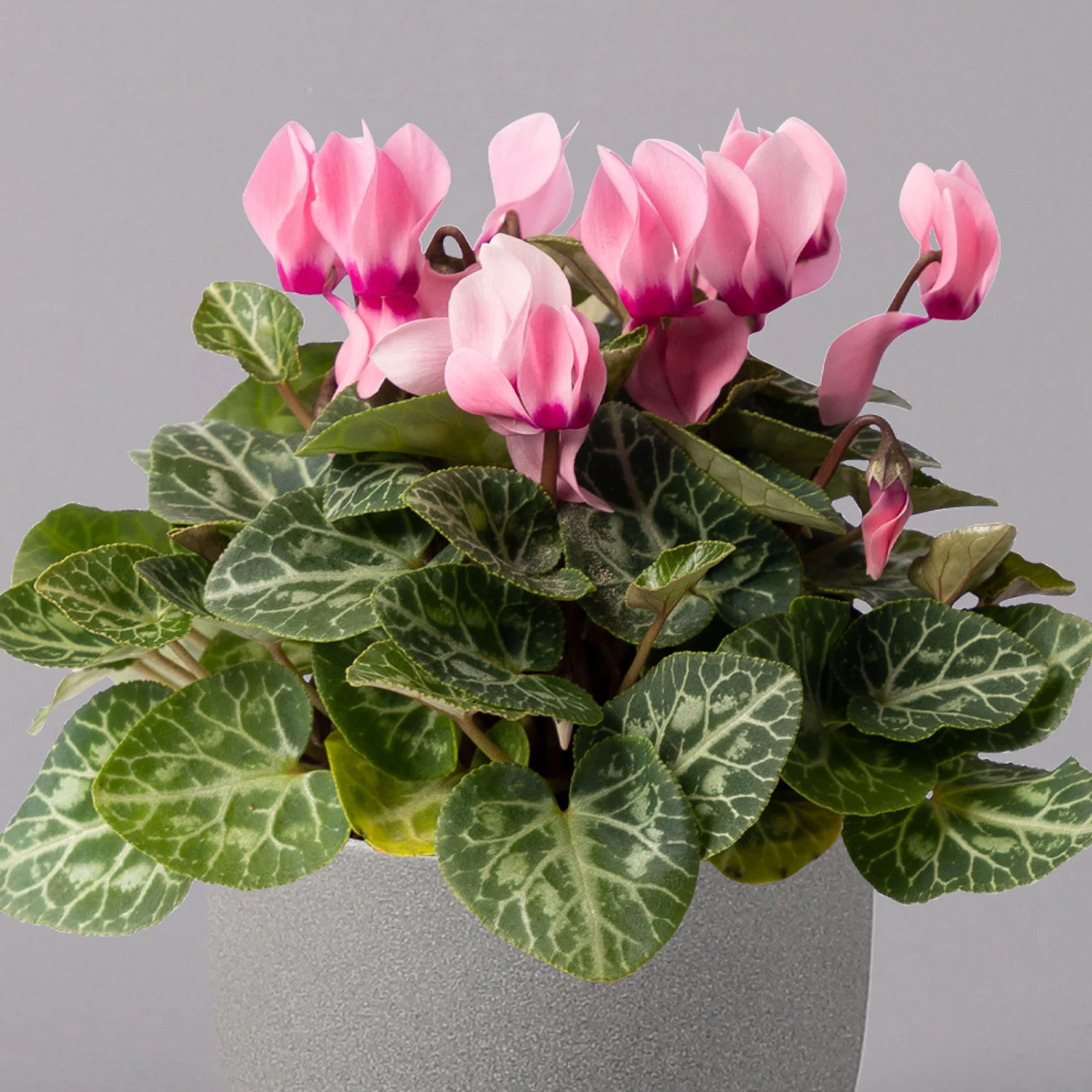 Alpenveilchen, Farbe Zufällig, Topf-Ø 10,5 Cm, Höhe Ca. 23 Cm, 6er-Set 19 Alpenveilchen, Farbe Zufällig, Topf-Ø 10,5 Cm, Höhe Ca. 23 Cm, 6er-Set – Bild 19