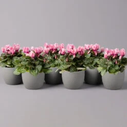 Alpenveilchen, Farbe Zufällig, Topf-Ø 10,5 Cm, Höhe Ca. 23 Cm, 6er-Set 36 Alpenveilchen, Farbe Zufällig, Topf-Ø 10,5 Cm, Höhe Ca. 23 Cm, 6er-Set -Biohort Gartenarbeit Geschaft 0210600490 Cyclamen Mix T10 rosa 6er Set 115218