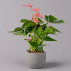Ausgewählte Produkte -Biohort Gartenarbeit Geschaft 0210650281 Anthurium Andreanum Pink Champion 12cm 1 114742 1