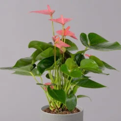 Flamingoblume 'Pink Champion', Topf-Ø 12 Cm, Höhe Ca. 35 Cm -Biohort Gartenarbeit Geschaft 0210650281 Anthurium Andreanum Pink Champion 12cm 2 114743 1
