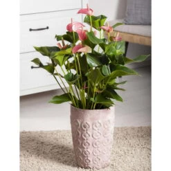 Flamingoblume 'Pink Champion', Pink, Topf-Ø 12 Cm, Höhe Ca. 35 Cm, 10 Flamingoblume 'Pink Champion', Pink, Topf-Ø 12 Cm, Höhe Ca. 35 Cm, -Biohort Gartenarbeit Geschaft 0210650281 Anthurium Andreanum Pink Champion