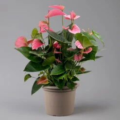 Flamingoblume 'Pink Champion', Pink, Topf-Ø 21 Cm, Höhe Ca. 65 Cm -Biohort Gartenarbeit Geschaft 0210650450 Anthurium andrPink Champion T21 H65 1 126767