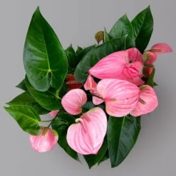 Flamingoblume 'Pink Champion', Pink, Topf-Ø 21 Cm, Höhe Ca. 65 Cm -Biohort Gartenarbeit Geschaft 0210650450 Anthurium andrPink Champion T21 H65 5 126764