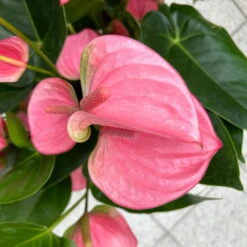 Flamingoblume 'Pink Champion', Pink, Topf-Ø 21 Cm, Höhe Ca. 65 Cm -Biohort Gartenarbeit Geschaft 0210650450 Anthurium andrPink Champion T21 H65 7 126745
