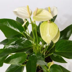 Flamingoblumen Mix Inkl. Übertopf Dallas Weiß, 2er-Set, Topf-Ø 12 Cm, Höhe 30 Cm -Biohort Gartenarbeit Geschaft 0210650522 Anthurium weiss pink 3er Set 2