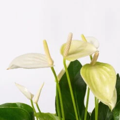 Flamingoblumen Mix Inkl. Übertopf Dallas Weiß, 2er-Set, Topf-Ø 12 Cm, Höhe 30 Cm -Biohort Gartenarbeit Geschaft 0210650522 Anthurium weiss pink 3er Set 4