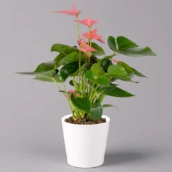 Flamingoblumen Mix Inkl. Übertopf Dallas Weiß, 2er-Set, Topf-Ø 12 Cm, Höhe 30 Cm -Biohort Gartenarbeit Geschaft 0210650543 Anthurium pink inkl Dallas weiss 1 114757