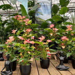 Flamingoblume 'Livium Red' Rot-weiß Gestreift, Topf-Ø 21 Cm -Biohort Gartenarbeit Geschaft 0210650561 0210650616 0210650617 Anthurium Livium Red T14 T21 10 126733