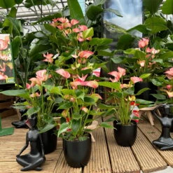 Flamingoblume 'Livium Red' Rot-weiß Gestreift, Topf-Ø 21 Cm -Biohort Gartenarbeit Geschaft 0210650561 0210650616 0210650617 Anthurium Livium Red T14 T21 11 126737