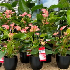 Flamingoblume 'Livium Red' Rot-weiß Gestreift, Topf-Ø 21 Cm -Biohort Gartenarbeit Geschaft 0210650561 0210650616 0210650617 Anthurium Livium Red T14 T21 7 126736