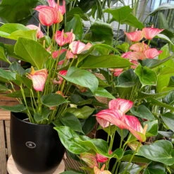 Flamingoblume 'Livium Red' Rot-weiß Gestreift, Topf-Ø 21 Cm -Biohort Gartenarbeit Geschaft 0210650561 0210650616 0210650617 Anthurium Livium Red T14 T21 8 126735