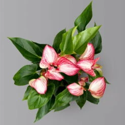 Flamingoblume 'Livium Red' Rot-weiß Gestreift, Topf-Ø 21 Cm -Biohort Gartenarbeit Geschaft 0210650561 Anthurium Livium Red T21 H65 Sondersorte 4 126770