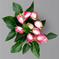 Flamingoblume 'Livium Red' Rot-weiß Gestreift, Topf-Ø 21 Cm -Biohort Gartenarbeit Geschaft 0210650561 Anthurium Livium Red T21 H65 Sondersorte 5 126771