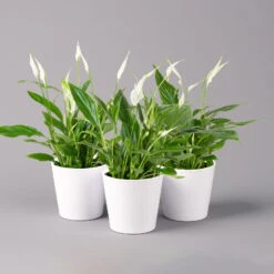 Einblatt 'Bellini', Topf-Ø 13 Cm, Mit Topf Dallas Weiß, Höhe Ca. 30 Cm, 3er-Set