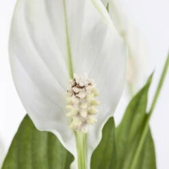 Einblatt 'Bellini' In Übertopf Vibes Blau, Topf-Ø 13 Cm, Höhe Ca. 30 Cm -Biohort Gartenarbeit Geschaft 0210660098 0210660099 0210660100 0210660101 Spathiphyllum Bellini 1 124913 1