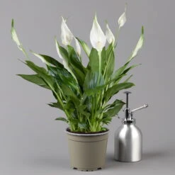 Einblatt 'Bellini' In Übertopf Vibes Blau, Topf-Ø 13 Cm, Höhe Ca. 30 Cm -Biohort Gartenarbeit Geschaft 0210660098 0210660099 0210660100 0210660101 Spathiphyllum Bellini 124912 1