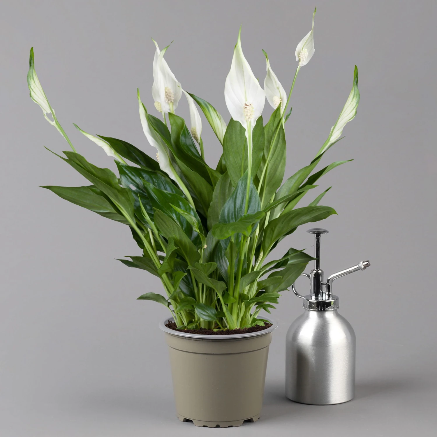 Einblatt 'Bellini' In Übertopf Vibes Rosa, Topf-Ø 13 Cm, Höhe Ca. 30 Cm 2 Einblatt 'Bellini' In Übertopf Vibes Rosa, Topf-Ø 13 Cm, Höhe Ca. 30 Cm – Bild 2