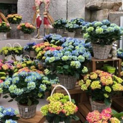 Hortensie 'Early Blue', Busch, Topf-Ø 23 Cm, Höhe Ca. 50 Cm -Biohort Gartenarbeit Geschaft 021130 hydrangea