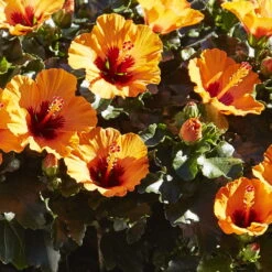 Hibiskus, Graff® 'Petit Orange', Mit Keramiktopf Dallas Weiß, Topf-Ø 13 Cm -Biohort Gartenarbeit Geschaft 0213100211 0213100212 0213100213 0213100227 0213100228 Hibiscus Petit Orange