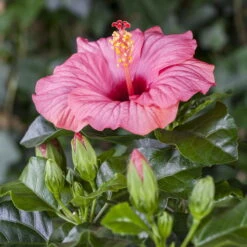 Hibiskus, Rosa In Keramiktopf Dallas Weiß, Topf-Ø 13 Cm, 2er-Set -Biohort Gartenarbeit Geschaft 0213100217 0213100218 0213100219 0213100231 0213100232 Hibiscus rosa 1