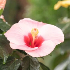 Hibiskus, Rosa In Keramiktopf Dallas Weiß, Topf-Ø 13 Cm, 2er-Set -Biohort Gartenarbeit Geschaft 0213100217 0213100218 0213100219 0213100231 0213100232 Hibiscus rosa 2