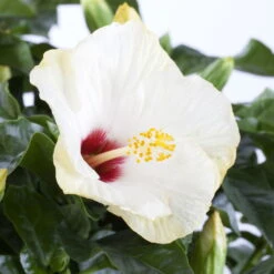 Hibiskus, Weiß, Mit Keramiktopf Dallas Weiß, Topf-Ø 13 Cm, 2er-Set -Biohort Gartenarbeit Geschaft 0213100220 0213100221 0213100222 0213100233 0213100234 Hibiscus weiss 1