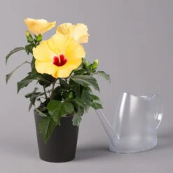 Hibiskus, Gelb, Mit Keramiktopf Dallas Anthrazit, Topf-Ø 13 Cm, Höhe 35 Cm 9 Hibiskus, Gelb, Mit Keramiktopf Dallas Anthrazit, Topf-Ø 13 Cm, Höhe 35 Cm -Biohort Gartenarbeit Geschaft 0213100224 Hibiscus gelb mit Topf Dallas anthrazit 3