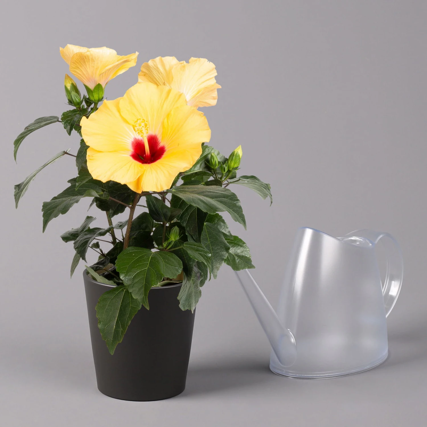 Hibiskus, Gelb, Mit Keramiktopf Dallas Anthrazit, Topf-Ø 13 Cm, Höhe 35 Cm 3 Hibiskus, Gelb, Mit Keramiktopf Dallas Anthrazit, Topf-Ø 13 Cm, Höhe 35 Cm – Bild 3