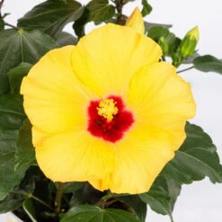 Hibiskus, Gelb, Mit Keramiktopf Dallas Anthrazit, Topf-Ø 13 Cm, Höhe 35 Cm 10 Hibiskus, Gelb, Mit Keramiktopf Dallas Anthrazit, Topf-Ø 13 Cm, Höhe 35 Cm -Biohort Gartenarbeit Geschaft 0213100224 Hibiscus gelb mit Topf Dallas anthrazit 4