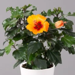 Ausgewählte Produkte -Biohort Gartenarbeit Geschaft 0213100227 Hibiscus Petit Orange mit Topf Dallas weiss 2