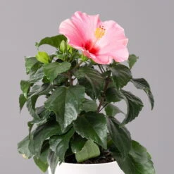 Hibiskus, Rosa In Keramiktopf Dallas Weiß, Topf-Ø 13 Cm, 2er-Set -Biohort Gartenarbeit Geschaft 0213100231 Hibiscus rosa mit Topf Dallas weiss 2