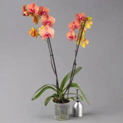 Schmetterlingsorchidee, Inkl. Keramiktopf, Orange, Topf-Ø 12cm, Höhe Ca. 60 Cm -Biohort Gartenarbeit Geschaft 0215152689 midi orange merina 2 124000