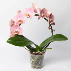 Ausgewählte Produkte -Biohort Gartenarbeit Geschaft 0215250519 Phalaenopsis Moon rosa T12 1 117182