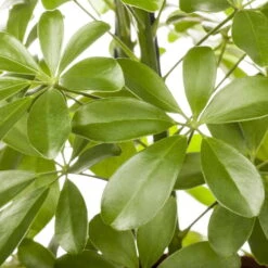 Schefflera Arboricola 'Nora', Topf-Ø 21 Cm, Höhe Ca. 55 Cm -Biohort Gartenarbeit Geschaft 0220106951 Schefflera arbor Nora