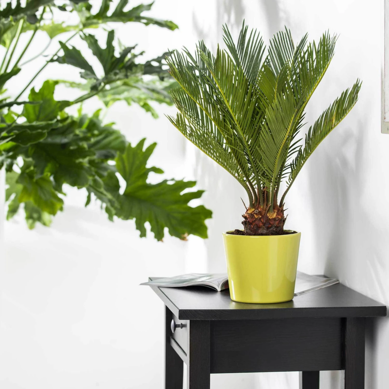 Palmfarn, Topf-Ø 21 Cm, Höhe Ca. 50-70 Cm 2 Palmfarn, Topf-Ø 21 Cm, Höhe Ca. 50-70 Cm – Bild 2